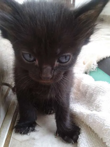 Gato ra a SRD idade 2 a 6 meses nome Gatinhos