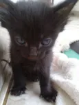 Gatinhos