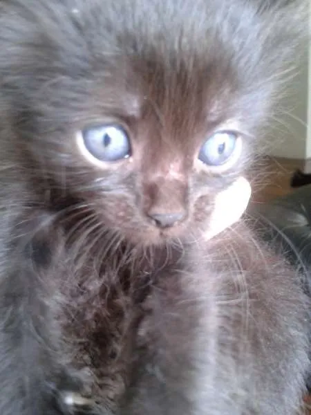 Gato ra a SRD idade 2 a 6 meses nome Gatinhos