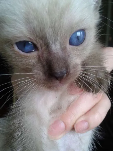 Gato ra a SRD idade 2 a 6 meses nome Gatinhos