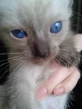 Gatinhos