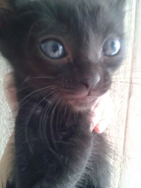 Gato ra a SRD idade 2 a 6 meses nome Gatinhos