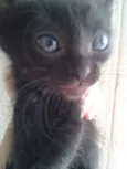 Gatinhos