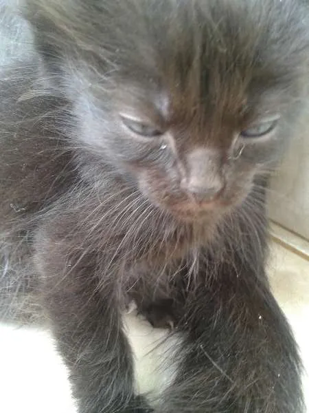 Gato ra a SRD idade 2 a 6 meses nome Gatinhos