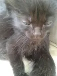 Gatinhos