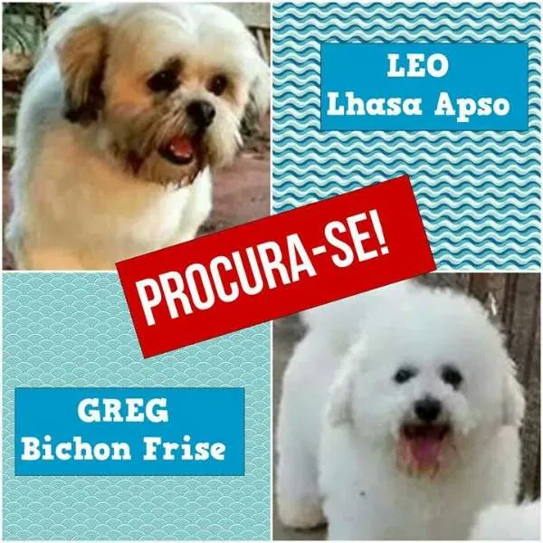 Cachorro ra a lhasa e bichon frise idade 4 anos nome Leo e Greg