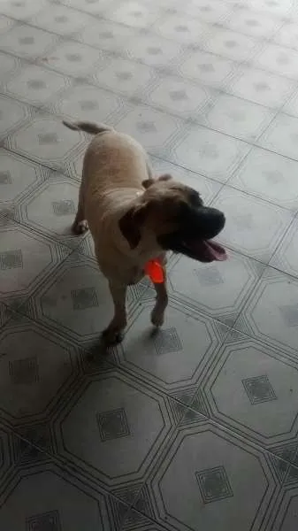 Cachorro ra a boxer com pug idade 1 ano nome Buddy