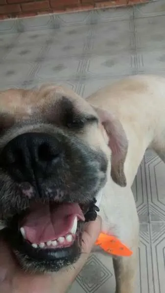 Cachorro ra a boxer com pug idade 1 ano nome Buddy