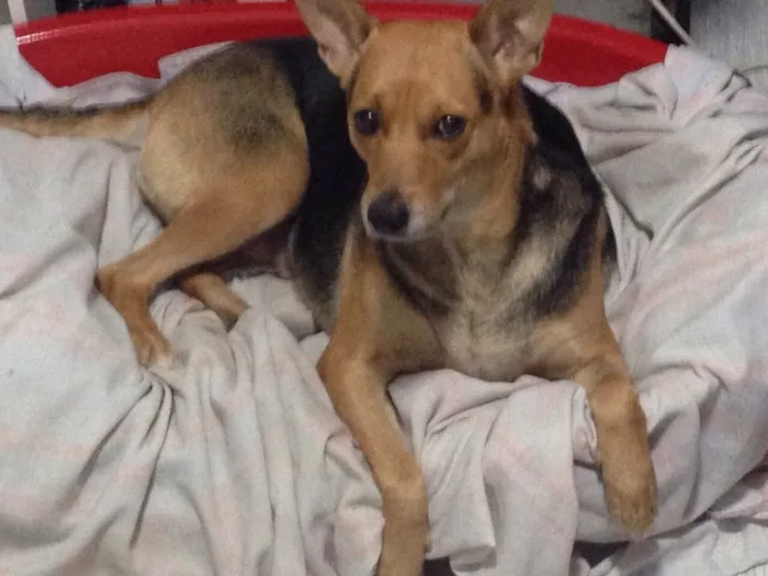 Cachorro ra a Vira lata idade 4 anos nome Lori