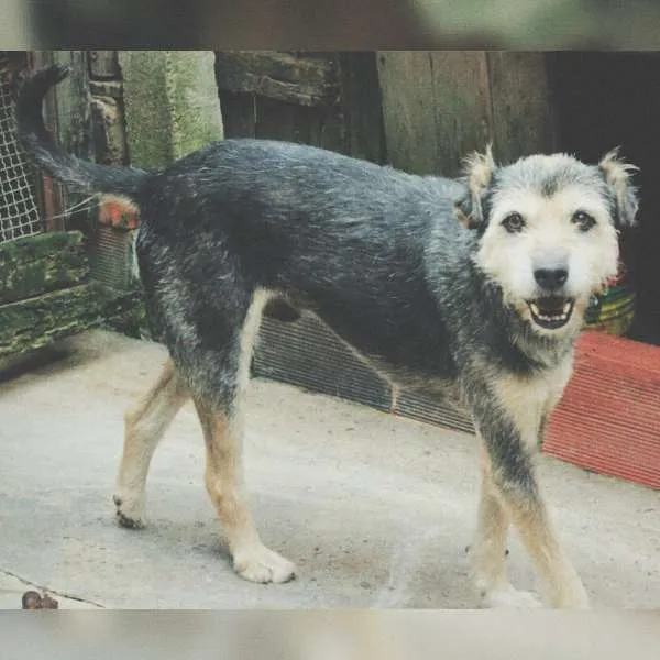 Cachorro ra a raça indefinida idade  nome fontoura, kamili, r