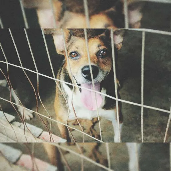 Cachorro ra a raça indefinida idade  nome fontoura, kamili, r