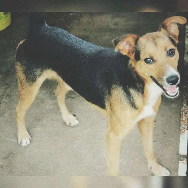 Cachorro ra a raça indefinida idade  nome fontoura, kamili, r