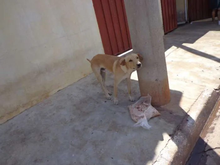 Cachorro ra a SRD idade 3 anos nome Marley