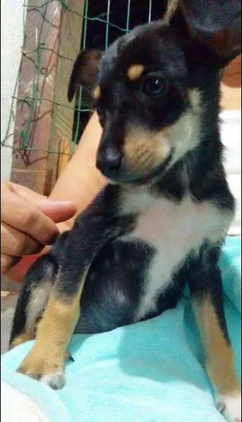 Cachorro ra a Vira-Lata idade 2 a 6 meses nome Sem nome