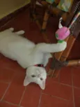Pantufa