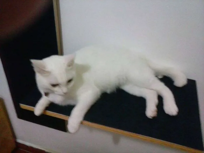 Gato ra a SRD idade 1 ano nome Pantufa