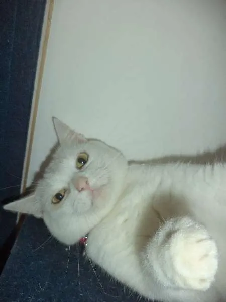 Gato ra a SRD idade 1 ano nome Pantufa