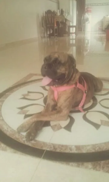 Cachorro ra a Boxer idade 2 anos nome Tigresa