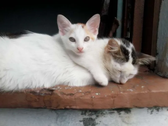 Gato raça vira-latas idade 2 a 6 meses nome tica,vic,gordinha,d