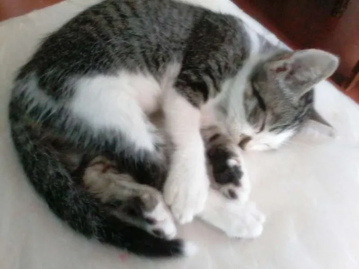 Gato raça vira-latas idade 2 a 6 meses nome tica,vic,gordinha,d