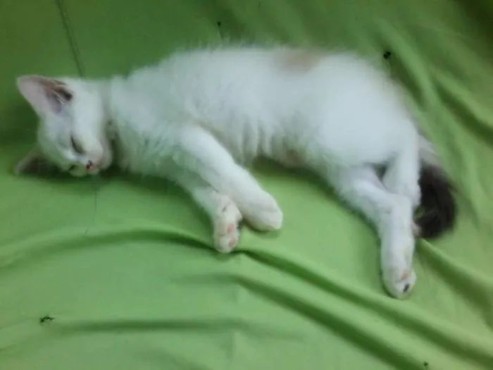 Gato raça vira-latas idade 2 a 6 meses nome tica,vic,gordinha,d