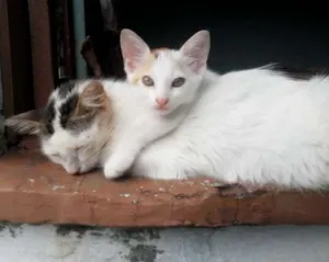 Gato raça vira-latas idade 2 a 6 meses nome tica,vic,gordinha,d
