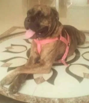 Cachorro ra a Boxer idade 2 anos nome Tigresa