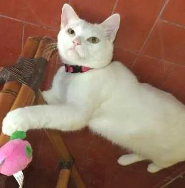 Gato ra a SRD idade 1 ano nome Pantufa