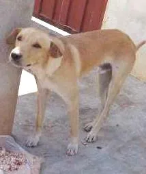 Cachorro raça SRD idade 3 anos nome Marley