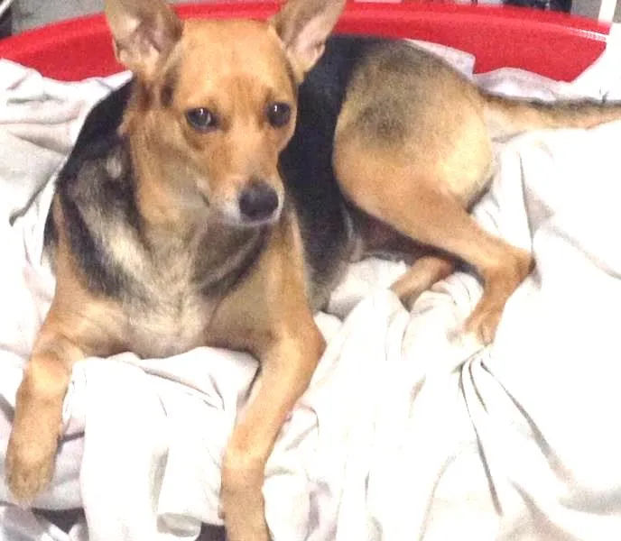 Cachorro ra a Vira lata idade 4 anos nome Lori