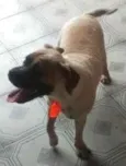 Buddy