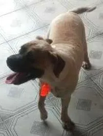 Cachorro ra a boxer com pug idade 1 ano nome Buddy