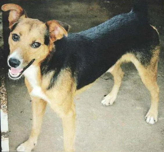 Cachorro ra a raça indefinida idade  nome fontoura, kamili, r