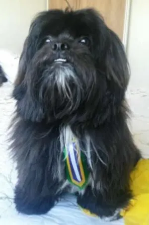 Cachorro raça IHASA idade 2 anos nome PITUCHO GRATIFICA