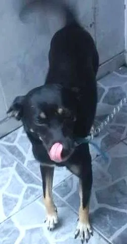 Cachorro raça SRD idade 3 anos nome PRETINHA