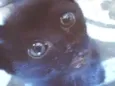 Pitanga