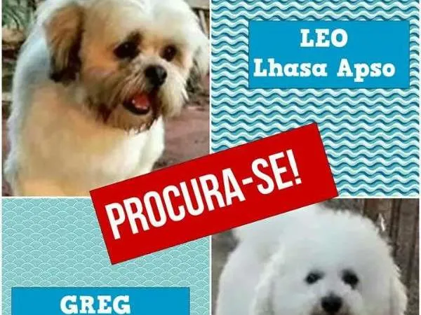 Cachorro ra a lhasa e bichon frise idade 4 anos nome Leo e Greg