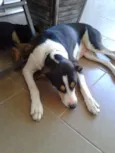 Pantera