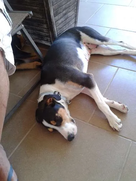 Cachorro ra a SRD idade 2 anos nome Pantera