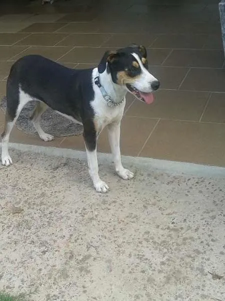 Cachorro ra a SRD idade 2 anos nome Pantera