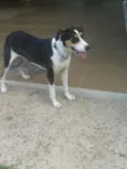 Pantera