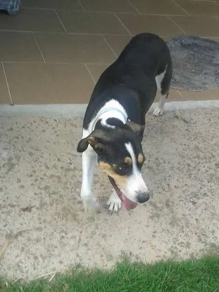 Cachorro ra a SRD idade 2 anos nome Pantera