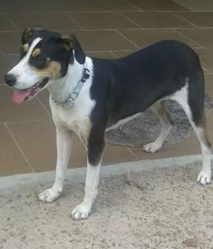 Cachorro raça SRD idade 2 anos nome Pantera