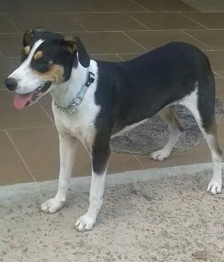 Cachorro ra a SRD idade 2 anos nome Pantera
