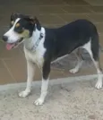 Pantera