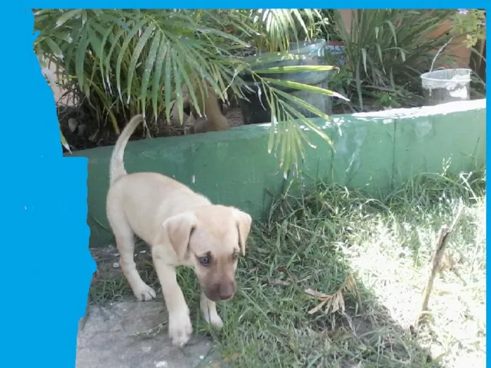 Cachorro raça SRD idade Abaixo de 2 meses nome SEM NOME
