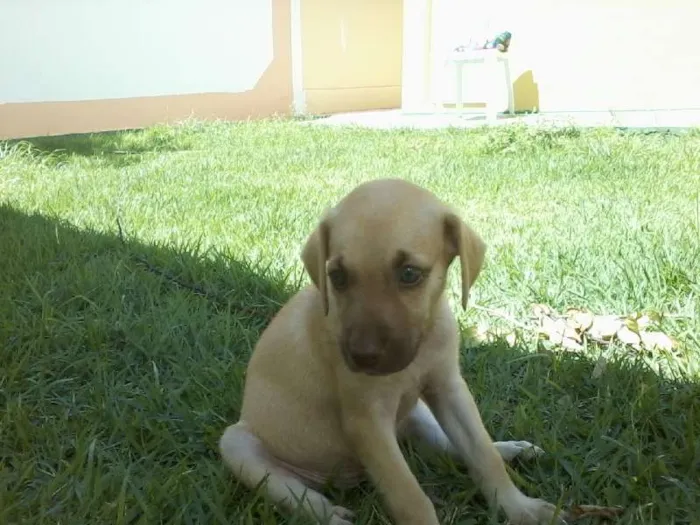 Cachorro raça SRD idade Abaixo de 2 meses nome SEM NOME