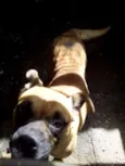 cãozinha