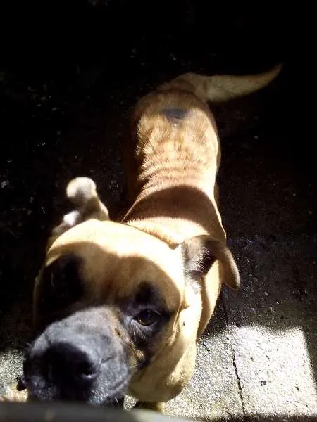 Cachorro ra a sem raça definida idade 4 anos nome cãozinha