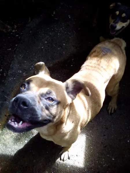 Cachorro ra a sem raça definida idade 4 anos nome cãozinha